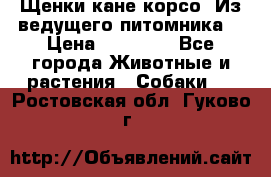 Щенки кане корсо! Из ведущего питомника! › Цена ­ 60 000 - Все города Животные и растения » Собаки   . Ростовская обл.,Гуково г.